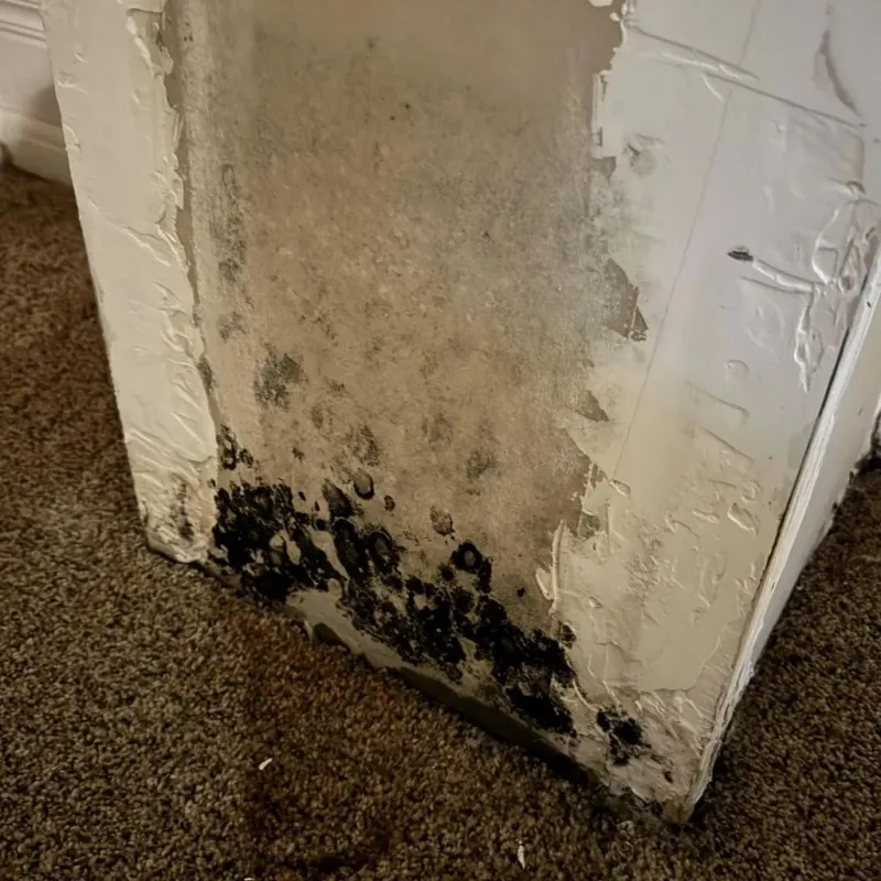 Professional Mold Removal in Black Diamond, FL